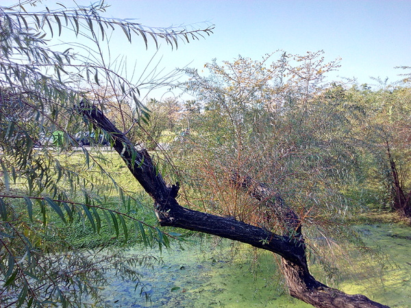 巴克禮公園:【東區】巴克禮紀念公園。有著美麗落羽松的塵囂中一隅寧靜