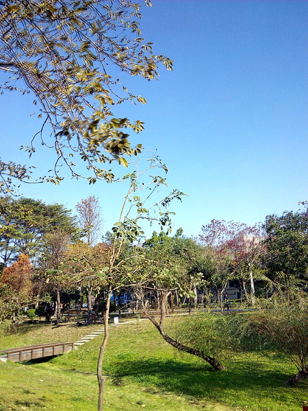 巴克禮公園:【東區】巴克禮紀念公園。有著美麗落羽松的塵囂中一隅寧靜
