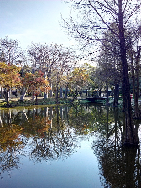 巴克禮公園:【東區】巴克禮紀念公園。有著美麗落羽松的塵囂中一隅寧靜