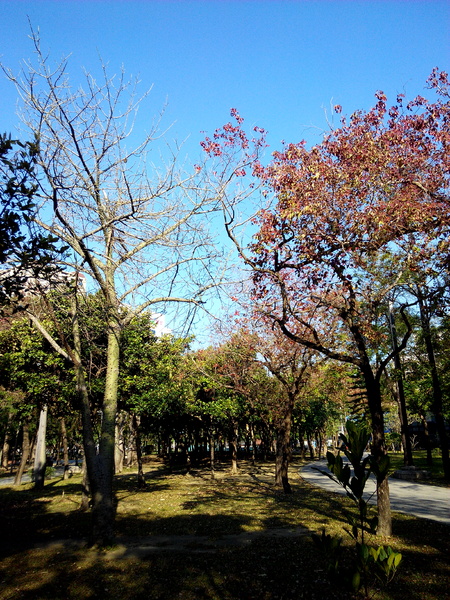 巴克禮公園:【東區】巴克禮紀念公園。有著美麗落羽松的塵囂中一隅寧靜