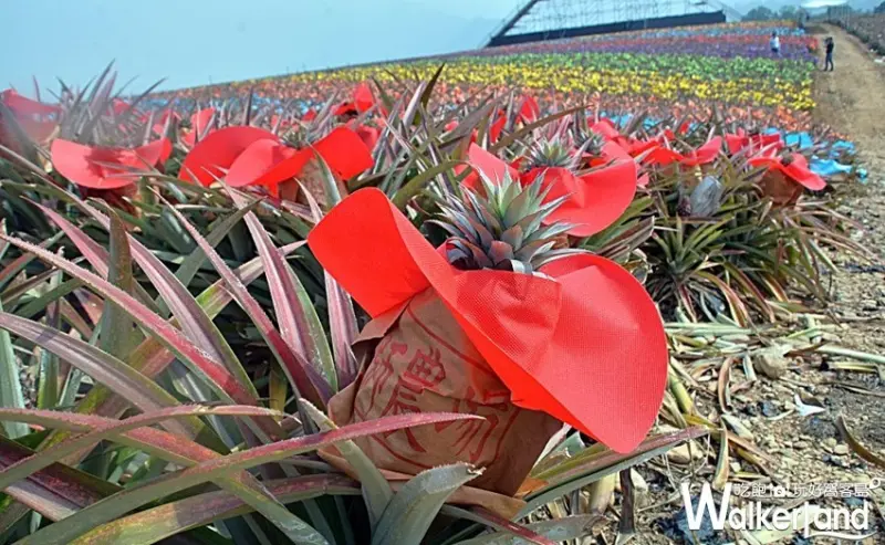 2019繽紛彩旺節 / WalkerLand窩客島整理提供 未經許可,不得轉載