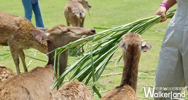 宜蘭梅花鹿園「斑比山丘」/ WalkerLand窩客島整理提供 未經許可不可轉載