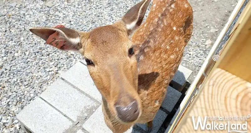 宜蘭梅花鹿園「斑比山丘」/ WalkerLand窩客島整理提供 未經許可不可轉載