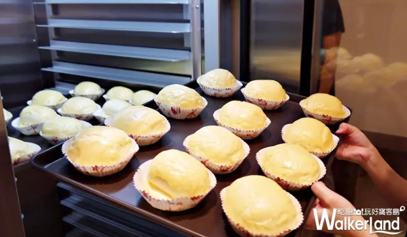 Greedy Beagle 貪吃狗 / WalkerLand窩客島提供 未經許可，不得轉載