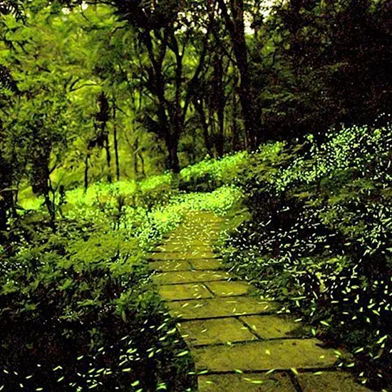 超多螢火蟲正在烏來等你喲！烏來區公所推出超高CP值小旅遊，賞螢、原民文化、觀景秘境等遊程，絕對讓你擁有全新的烏來旅遊體驗。