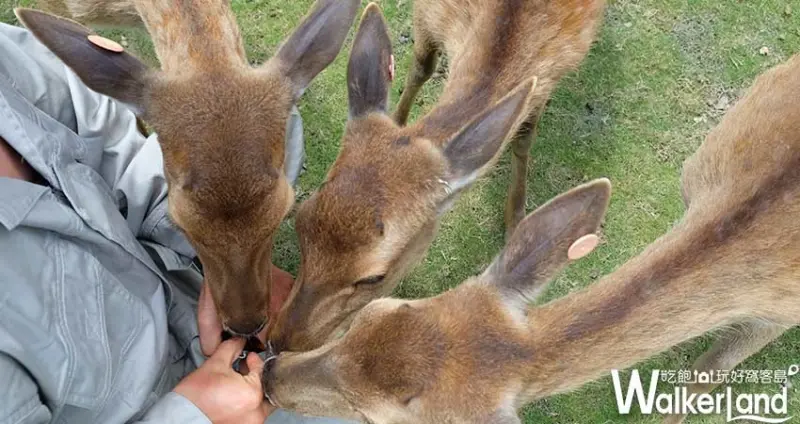 宜蘭梅花鹿園「斑比山丘」/ WalkerLand窩客島整理提供 未經許可不可轉載