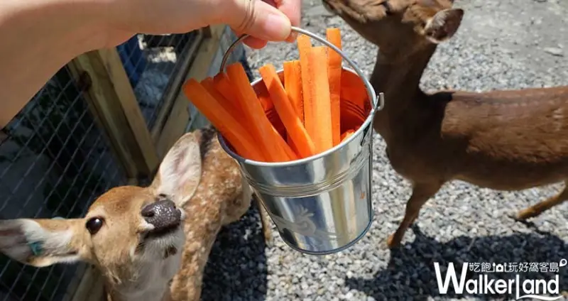宜蘭梅花鹿園「斑比山丘」/ WalkerLand窩客島整理提供 未經許可不可轉載