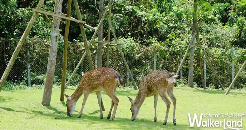 宜蘭梅花鹿園「斑比山丘」/ WalkerLand窩客島整理提供 未經許可不可轉載