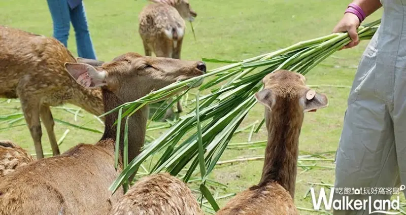 宜蘭小鹿園「斑比山丘」 / WalkerLand窩客島整理提供 未經許可不可轉載