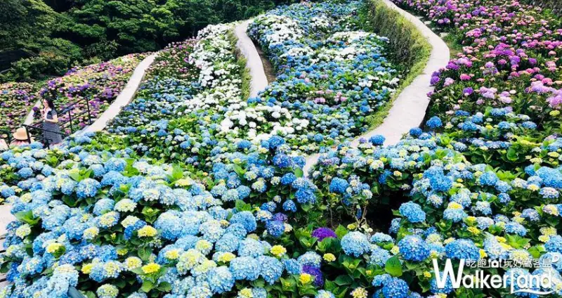 陽明山繡球花季「大梯田花卉生態農場」 / WalkerLand窩客島整理提供 未經許可不可轉載