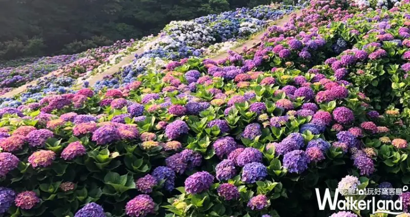陽明山繡球花季「大梯田花卉生態農場」 / WalkerLand窩客島整理提供 未經許可不可轉載