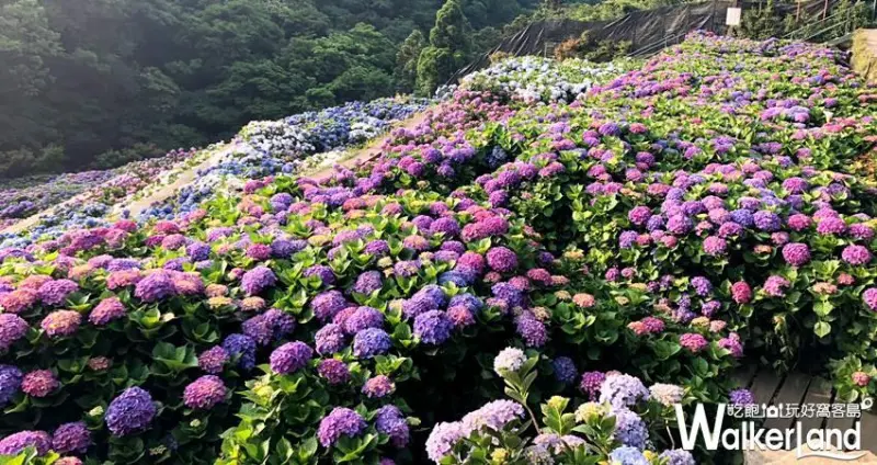 陽明山繡球花季「大梯田花卉生態農場」 / WalkerLand窩客島整理提供 未經許可不可轉載