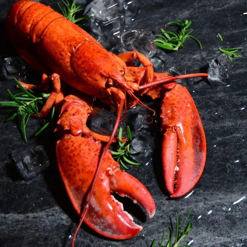 加拿大太子龍蝦霸氣回歸！君品酒店雲軒西餐廳推出「加拿大太子龍蝦快閃月」，夏季限定「半自助吃到飽」頂級太子龍蝦。