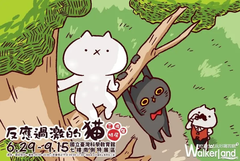 反應過激的貓 / WalkerLand窩客島整理提供 未經許可，不得轉載