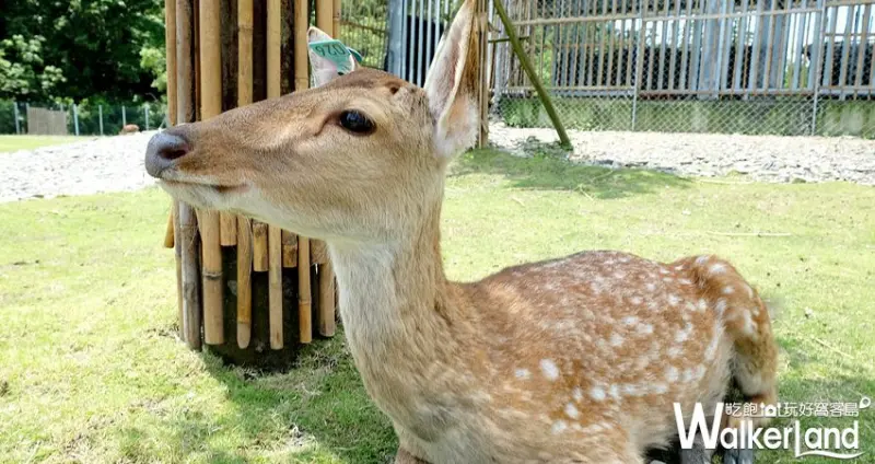 宜蘭小鹿園「斑比山丘」 / WalkerLand窩客島整理提供 未經許可不可轉載