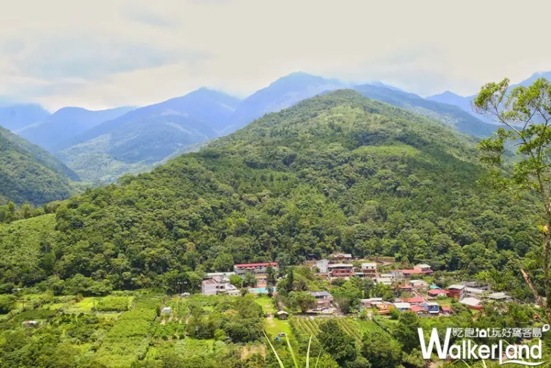 烏來福山-幸福德拉楠 