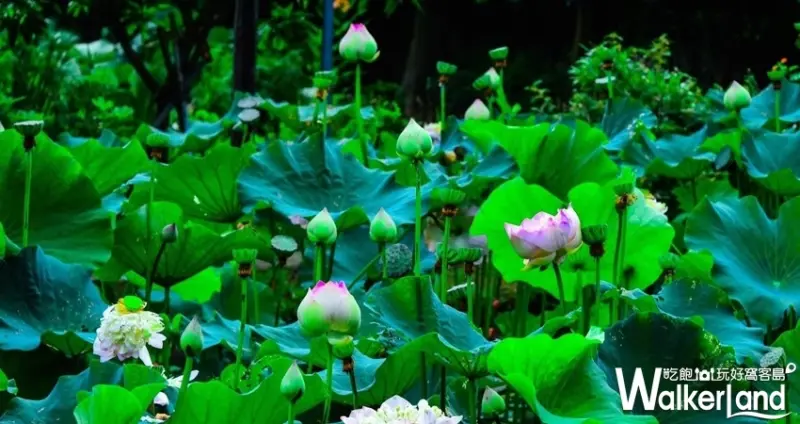 2019桃園蓮花季 / WalkerLand窩客島整理提供 未經許可不可轉載