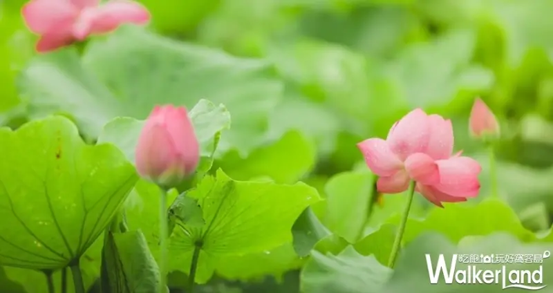 2019桃園蓮花季 / WalkerLand窩客島整理提供 未經許可不可轉載