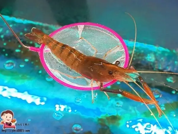 芽月 曾在「伍陽城市原創農場」