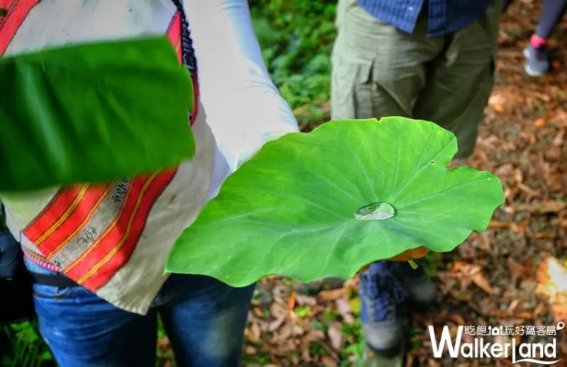 烏來福山-幸福德拉楠 大羅蘭溪]