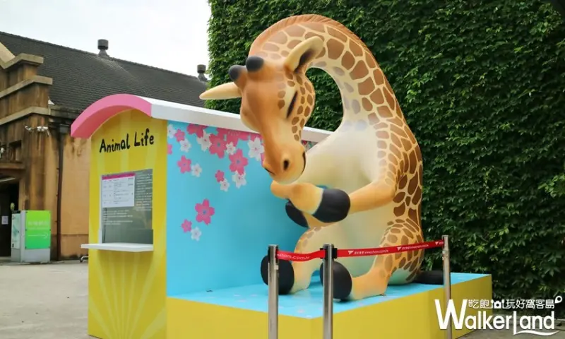 動物也瘋狂 朝隈俊男Animal Life / WalkerLand窩客島提供 未經許可，不得轉載