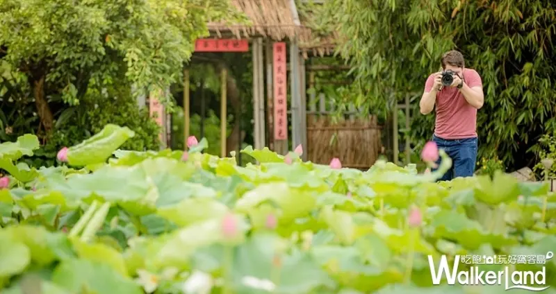 2019桃園蓮花季 / WalkerLand窩客島整理提供 未經許可不可轉載