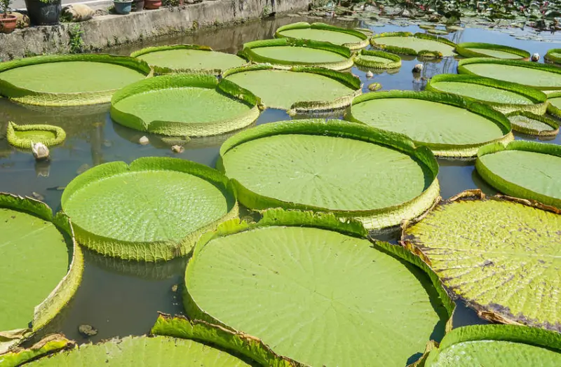 美食好芃友曾在「康莊蓮園」