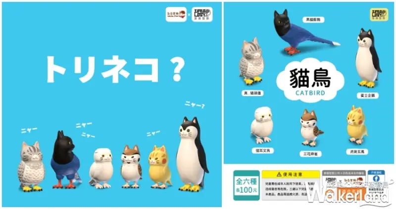 貓鳥 / WalkerLand窩客島提供 未經許可，不得轉載