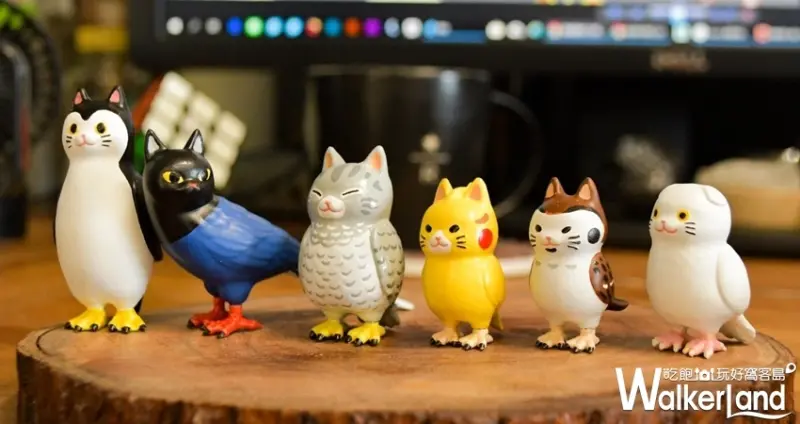 貓鳥 / WalkerLand窩客島提供 未經許可，不得轉載
