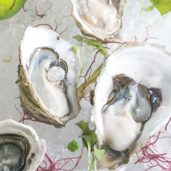 海鮮控搶先吃！美麗信雨林吃到飽餐廳推出期間限定「海派澎湖絕鮮饗宴」，澎湖生蠔、生啤酒吃到飽，再加碼鮑魚、海膽加價提供。