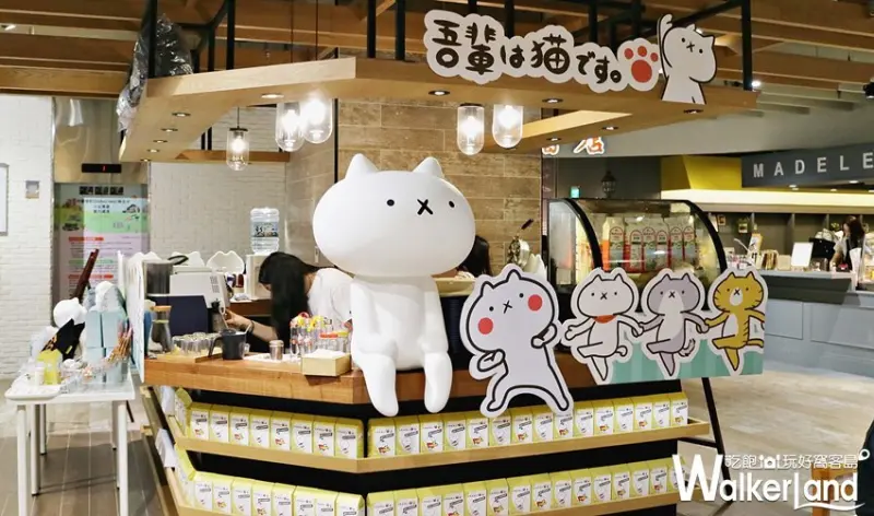 反應過激的貓咖啡廳 / WalkerLand窩客島提供 未經許可，不得轉載