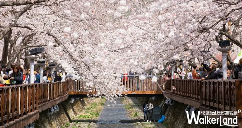 雄獅x威尼斯號獨家限定夢幻賞櫻8日遊 / WalkerLand窩客島整理提供 未經許可不可轉載
