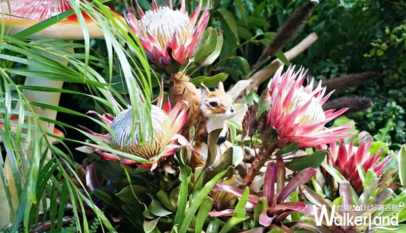 BELLAVITA / WalkerLand窩客島提供 未經許可，不得轉載