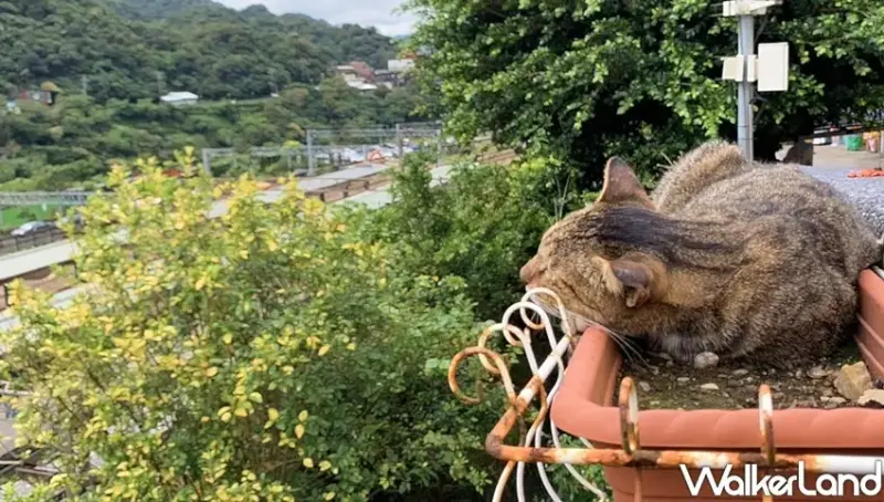 2019貓村藝術季 / WalkerLand窩客島整理提供 未經許可，不得轉載