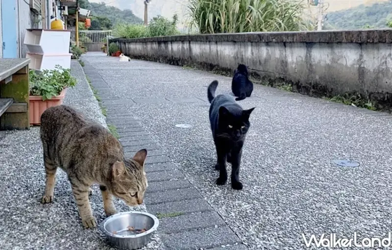 2019貓村藝術季 / WalkerLand窩客島整理提供 未經許可，不得轉載