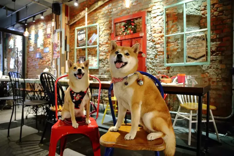 黑熊愛跳舞 Moon bear loves dancing /美食窩客 小珊珊 提供 未經許可，不得轉載