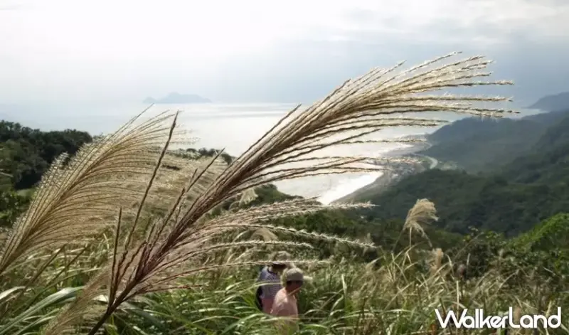 新北景點 草嶺古道芒花季 / WalkerLand窩客島整理提供 未經許可不可轉載