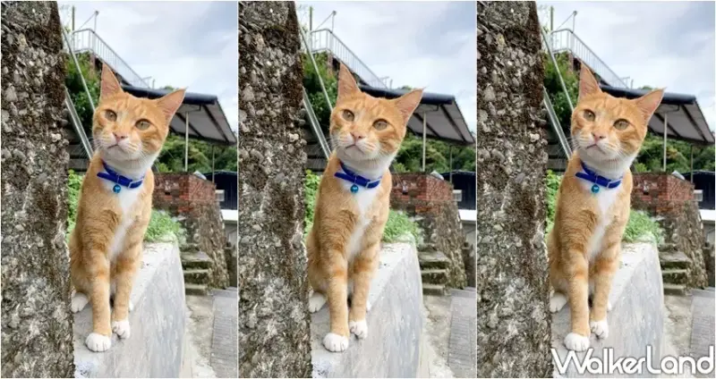 2019貓村藝術季 / WalkerLand窩客島整理提供 未經許可，不得轉載