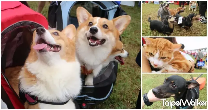 毛小孩也要一起約會！貓奴、狗奴狂推的台北11間「超夯寵物友善餐廳」，超療癒貓咪店長、頂級寵物菜單讓毛小孩也嗨翻。