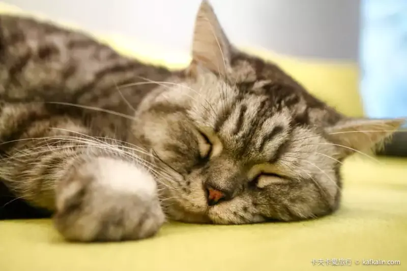 Take Out Burger & Café /美食窩客 卡夫卡愛旅行 提供 未經許可，不得轉載