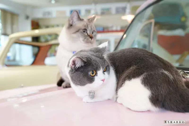 PS BUBU汽車主題餐廳 /美食窩客 龜毛麗 提供 未經許可，不得轉載