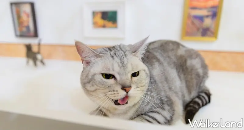 貓•美術館 高雄場 / WalkerLand窩客島整理提供 未經許可，不得轉載