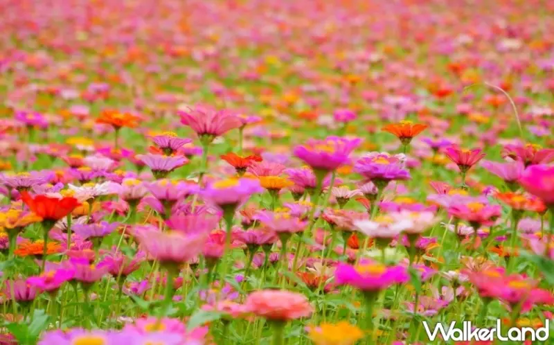 2023桃園花彩節 花海 / WalkerLand窩客島整理提供 未經許可不可轉載