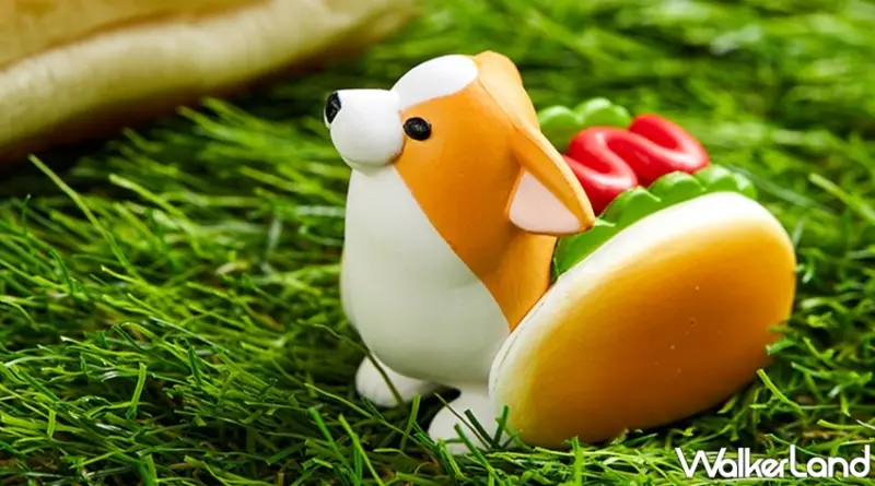 柯基的日常  / WalkerLand窩客島提供 未經許可，不得轉載