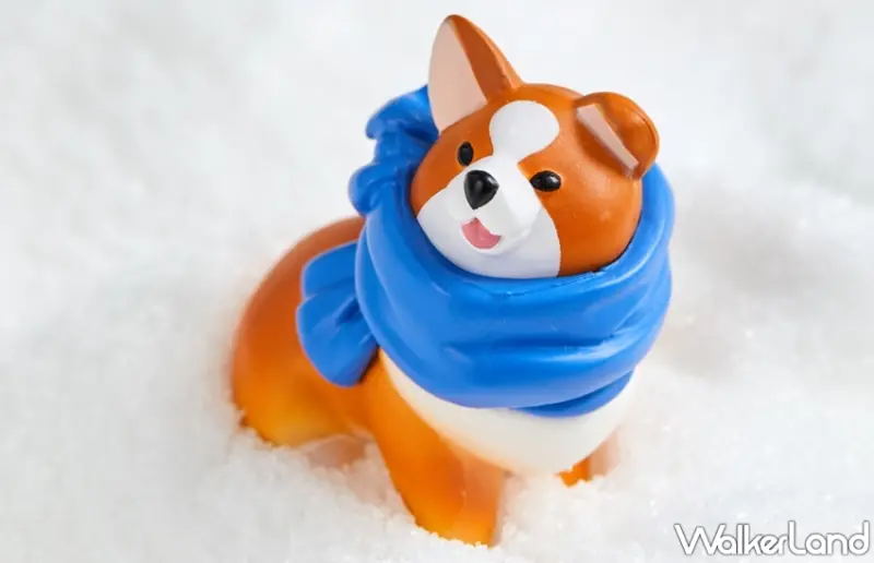 柯基的日常  / WalkerLand窩客島提供 未經許可，不得轉載