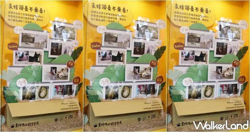 黃阿瑪相遇十週年小店舖 / WalkerLand窩客島提供 未經許可，不得轉載