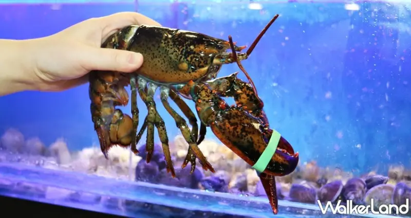 Umi 火鍋 水產直賣所(台北光復店) / WalkerLand窩客島提供 未經許可，不得轉載