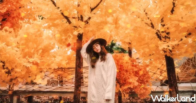 爛醉咖啡 銀杏森林 / WalkerLand窩客島整理提供 未經許可不可轉載