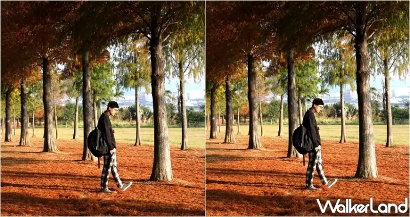 麗寶樂園 落羽松秘境 / WalkerLand窩客島整理提供 未經許可，不得轉載