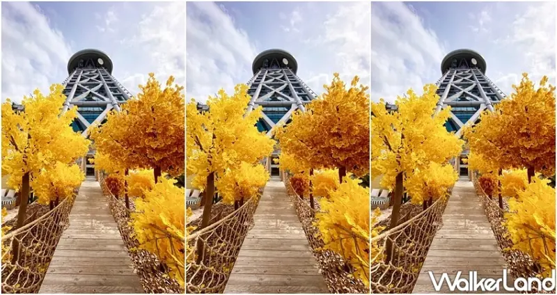 爛醉咖啡 銀杏森林 / WalkerLand窩客島整理提供 未經許可不可轉載